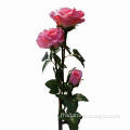 Solar Rose Flower Garden Stake Light in Pink Color with 3 LEDs, 600mA Rechargeable NiCd Battery